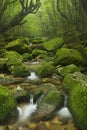 River along Shiratani Unsuikyo trail on Yakushima, Japan Royalty Free Stock Photo